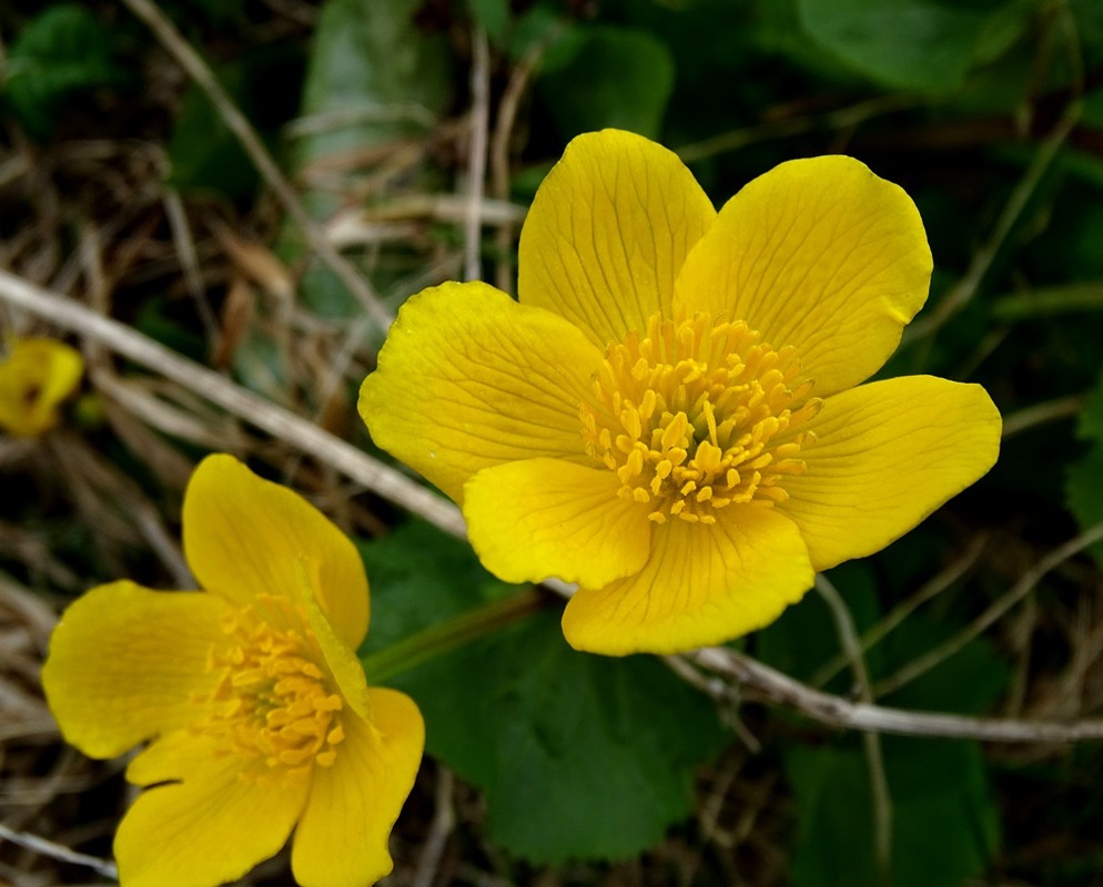 Фотографія Згадуючи весну / Артур Сіренко / photographers.ua