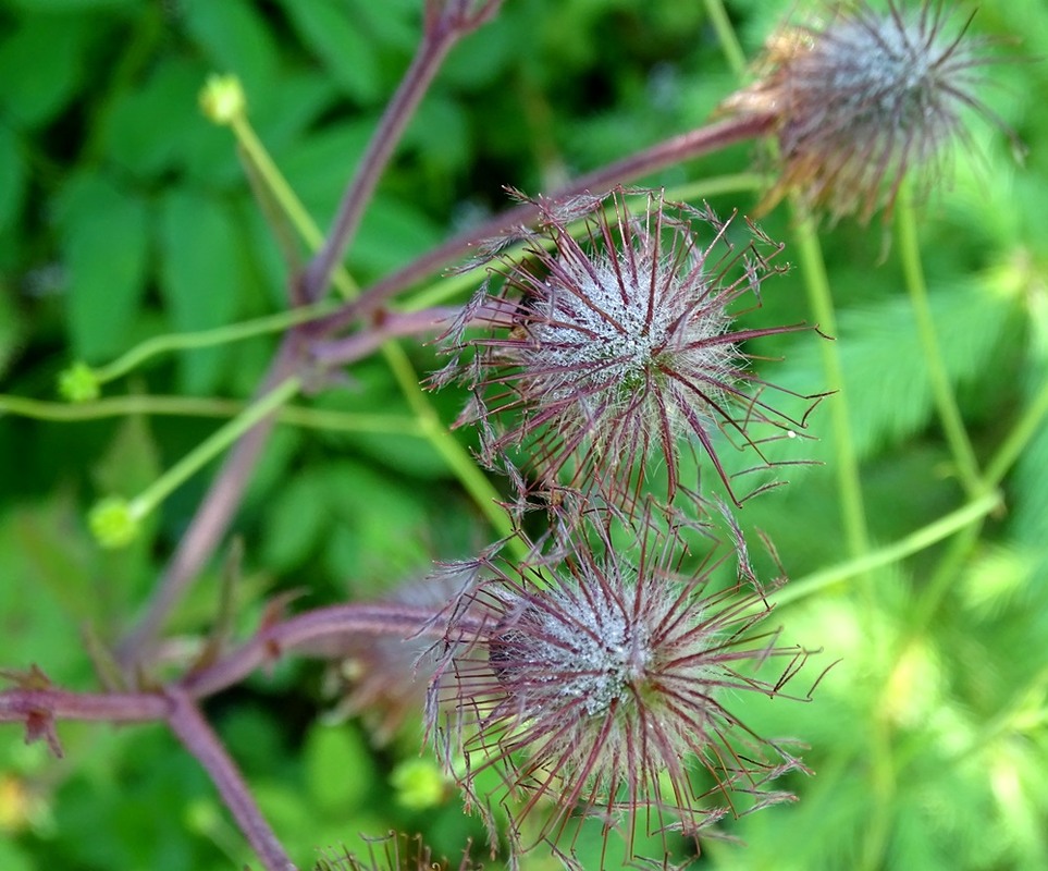Фотографія Серед трави / Артур Сіренко / photographers.ua