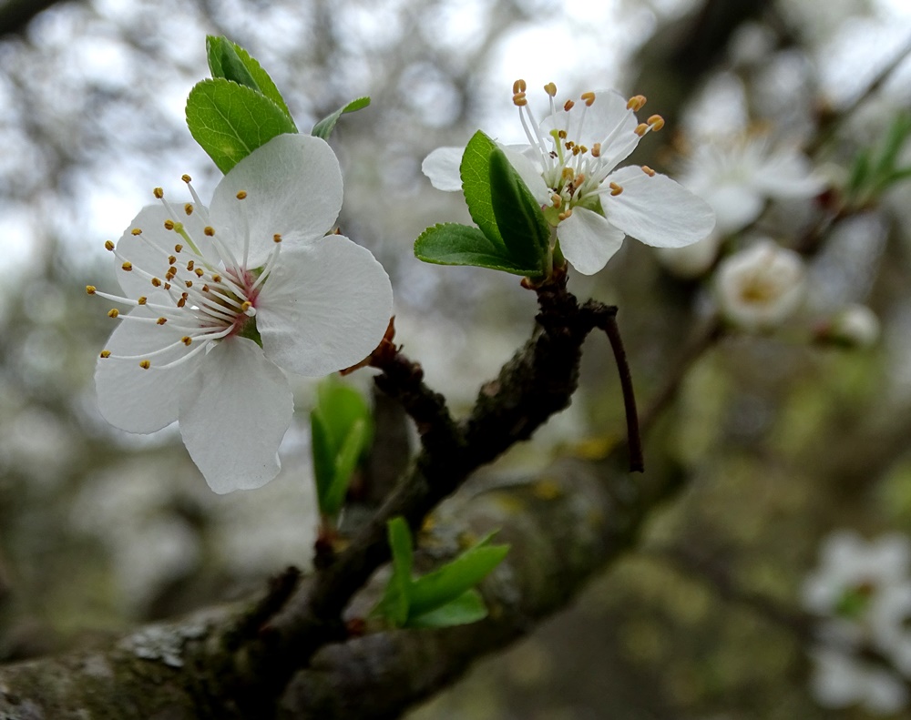Фотографія Молоді квіти на старому дереві / Артур Сіренко / photographers.ua