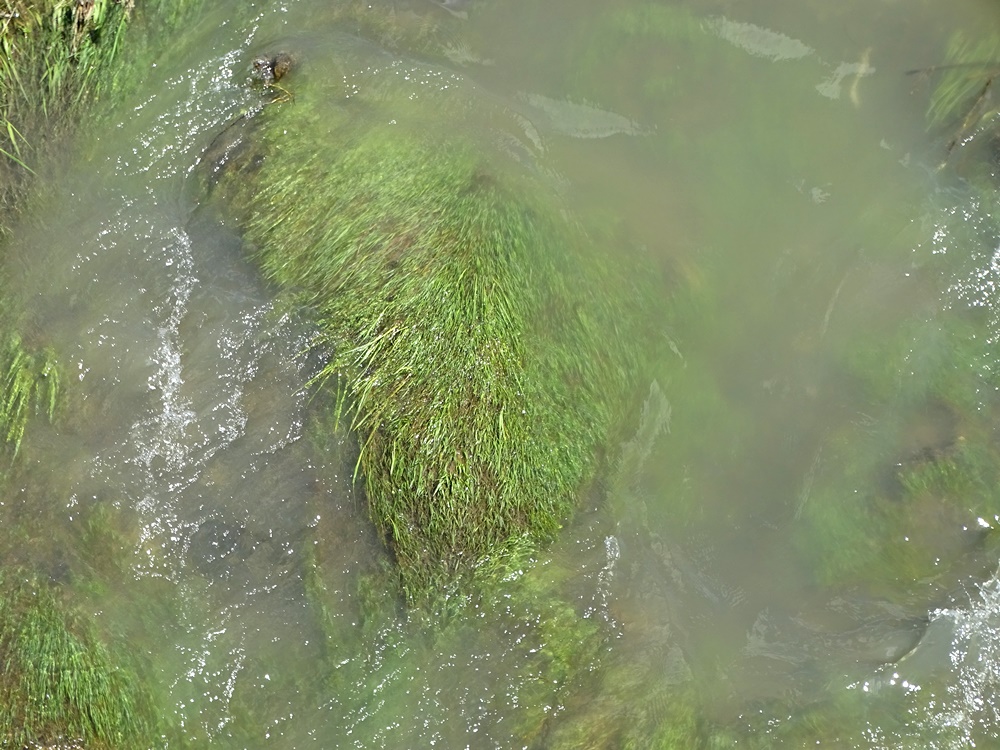 Фотографія Вода і трава / Артур Сіренко / photographers.ua