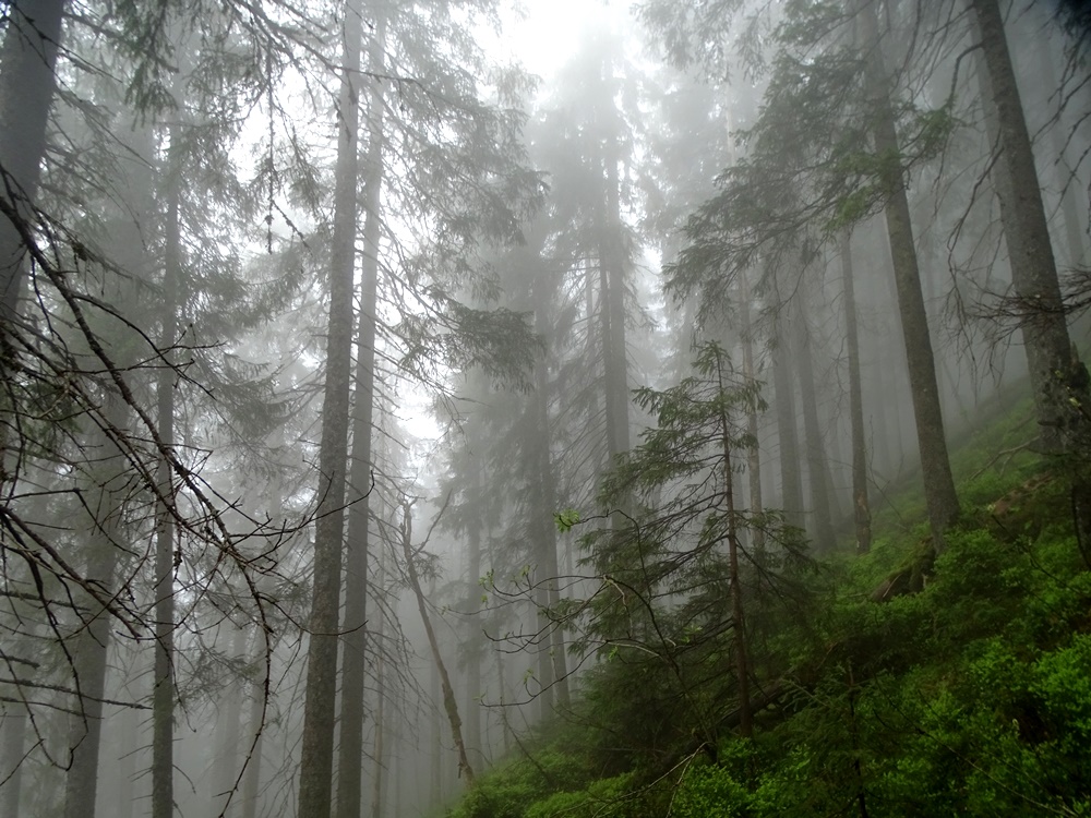 Фотографія Подорож лісом таємниць / Артур Сіренко / photographers.ua