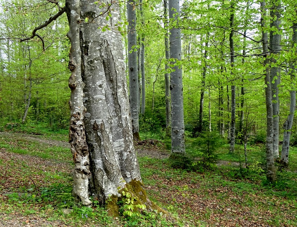 Фотографія Згадуючи весну / Артур Сіренко / photographers.ua