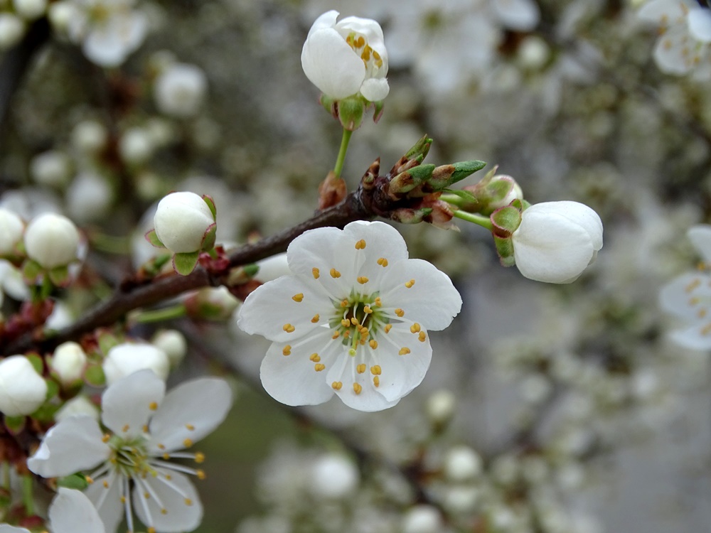 Фотографія Весняна свіжість / Артур Сіренко / photographers.ua