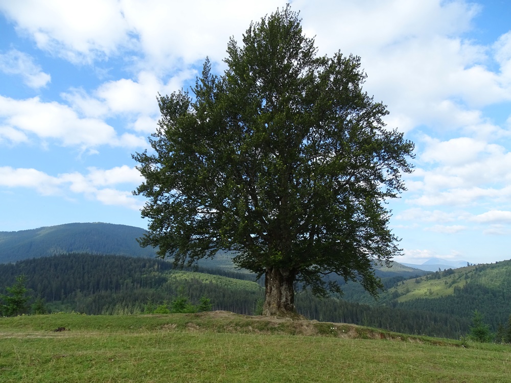 Фотографія Старе самотнє дерево / Артур Сіренко / photographers.ua