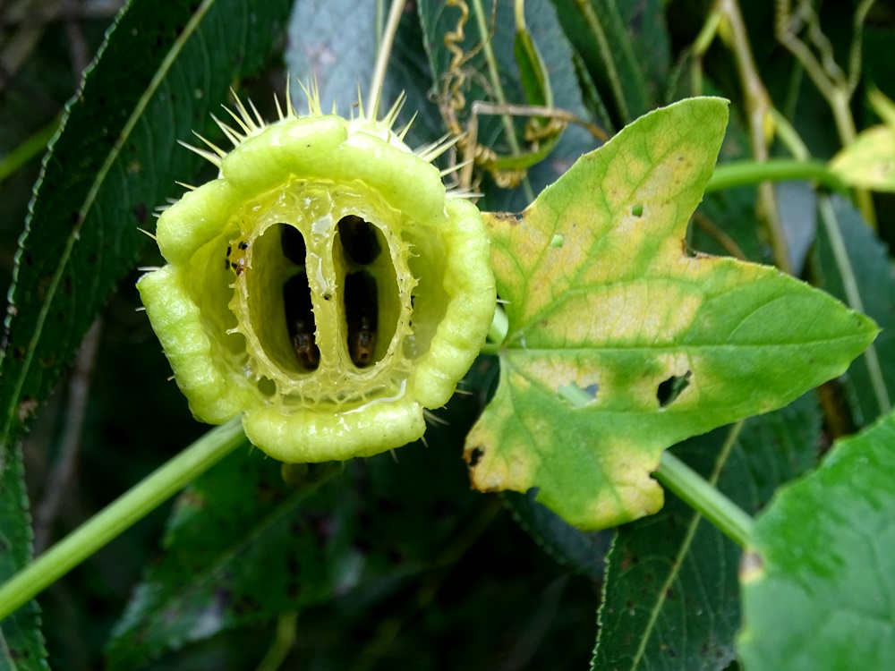 Фотографія Вже осінь / Артур Сіренко / photographers.ua