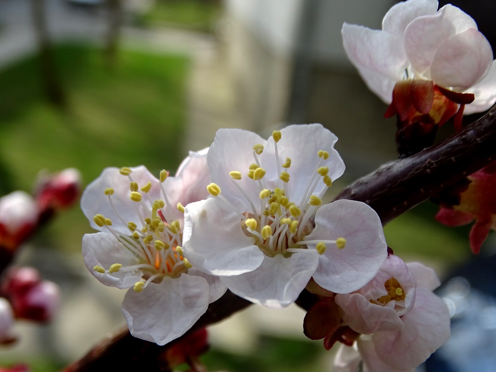 Фотографія Яскрава весна / Артур Сіренко / photographers.ua