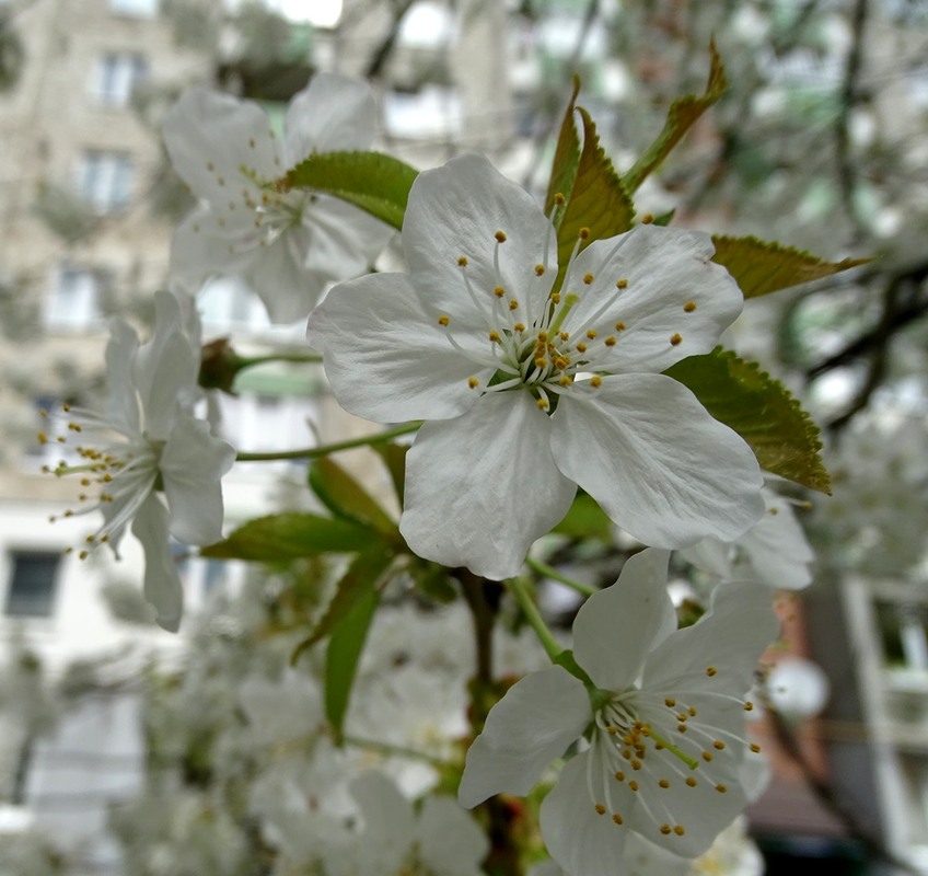 Фотографія Світ черешень / Артур Сіренко / photographers.ua