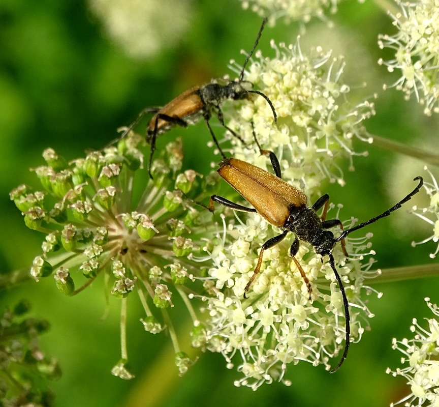 Фотографія Прилетіли поласувати / Артур Сіренко / photographers.ua
