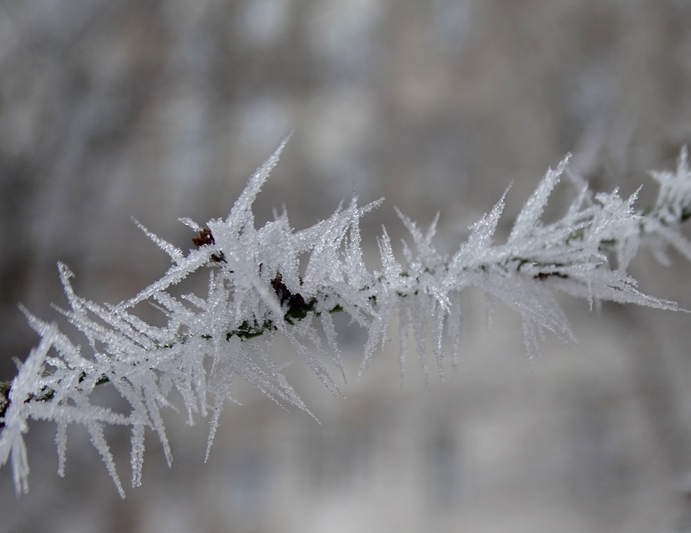 Фотографія Колюча зима / Артур Сіренко / photographers.ua