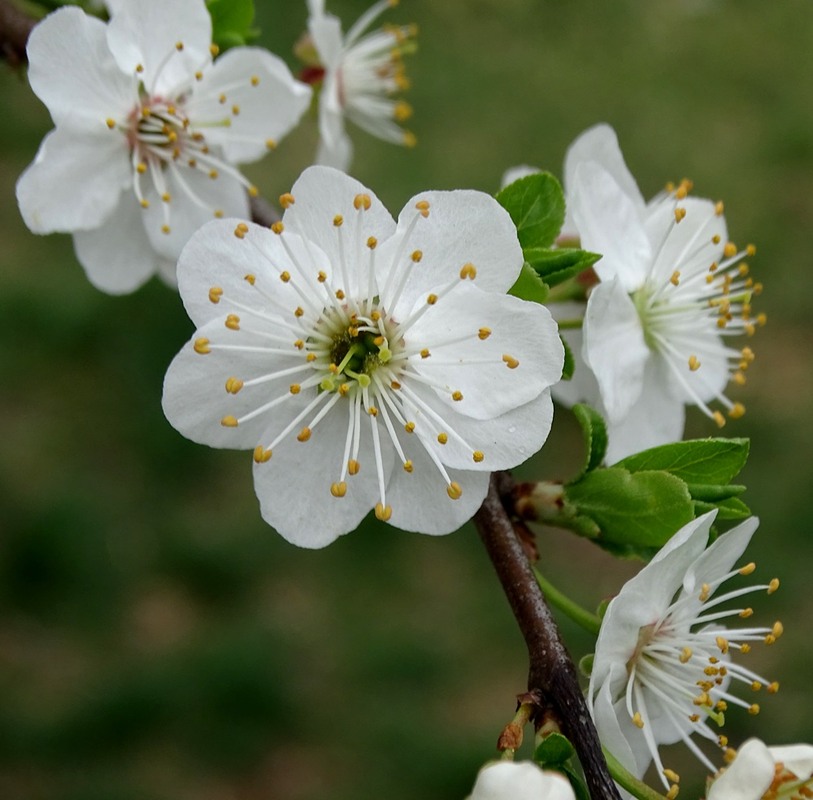 Фотографія Весняна радість / Артур Сіренко / photographers.ua