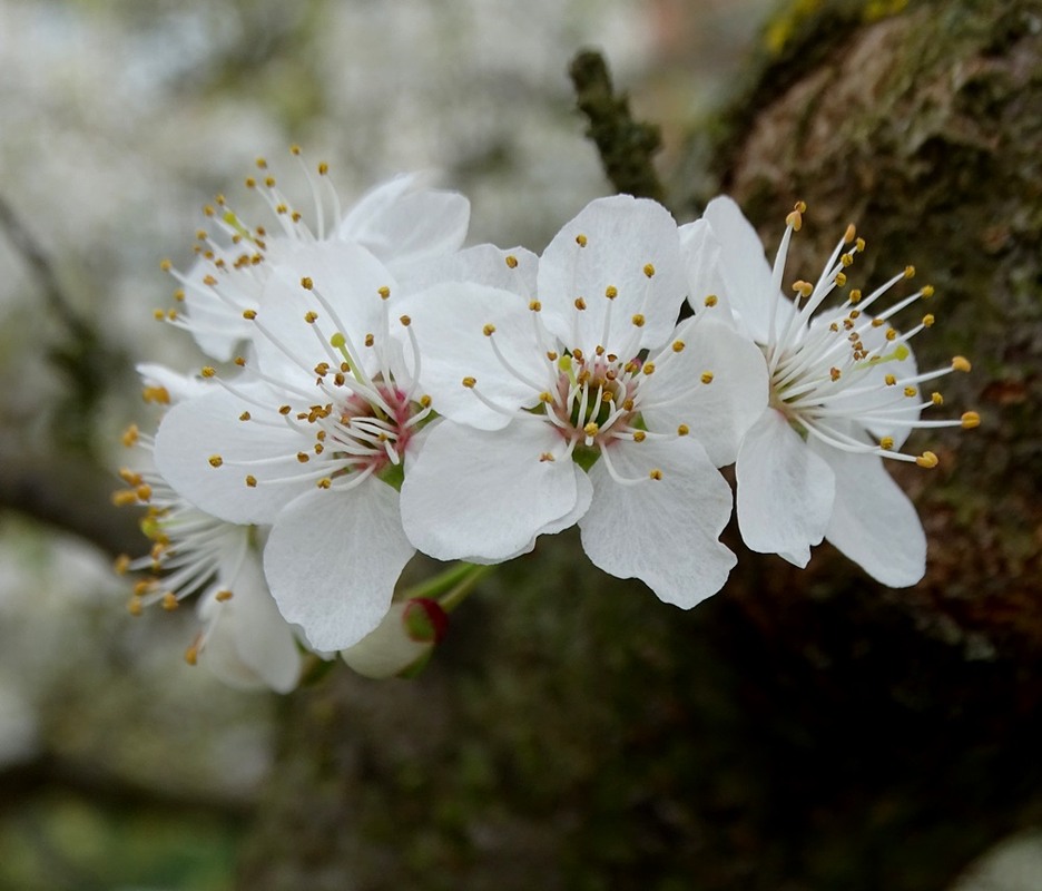 Фотографія Старе дерево / Артур Сіренко / photographers.ua
