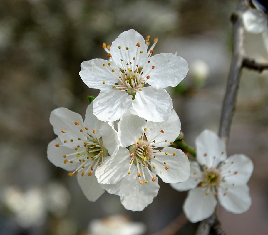 Фотографія Весна прийшла / Артур Сіренко / photographers.ua