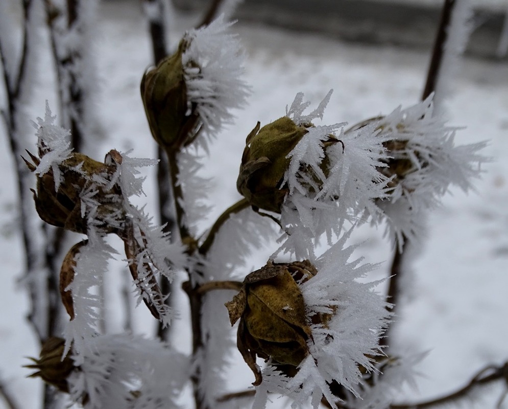 Фотографія Зима прийшла / Артур Сіренко / photographers.ua