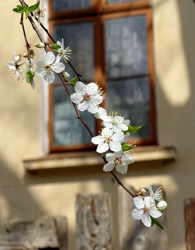 Фотографія Весна в старому місті / Артур Сіренко / photographers.ua