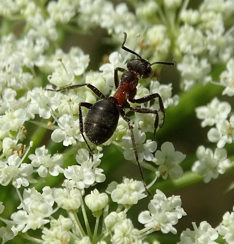 Фотографія Подорож квітами / Артур Сіренко / photographers.ua