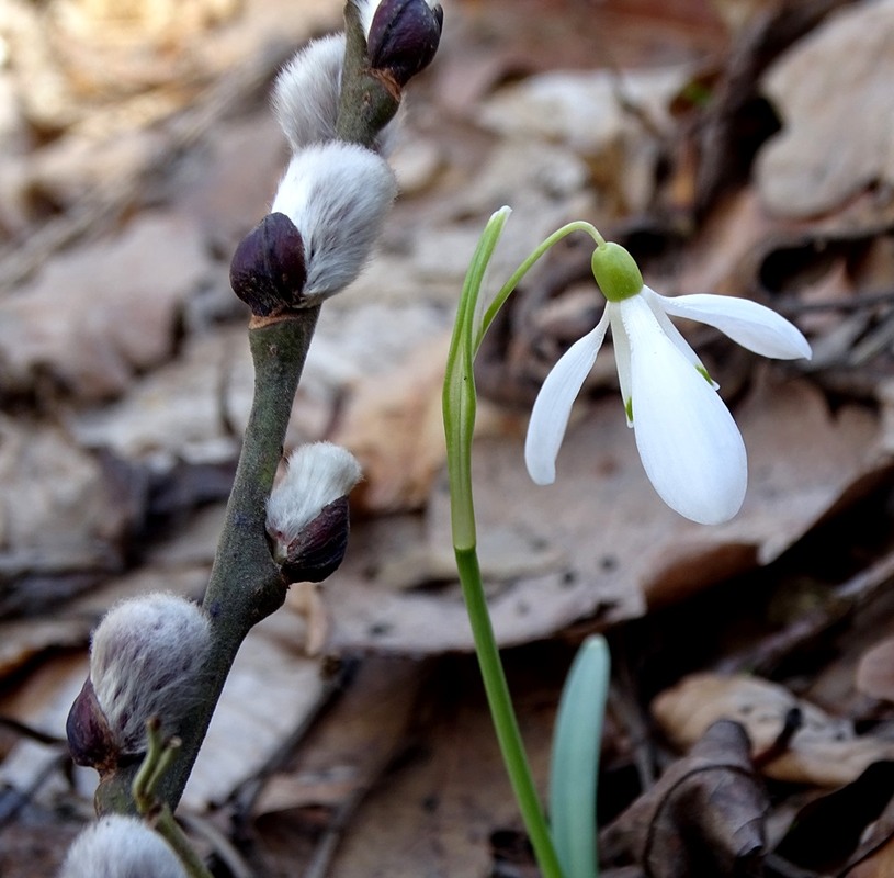 Фотографія Рання весна / Артур Сіренко / photographers.ua