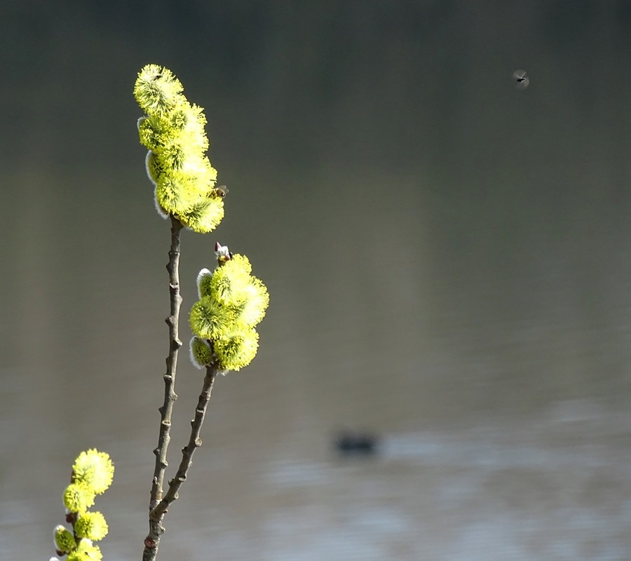 Фотографія На весняному озері / Артур Сіренко / photographers.ua