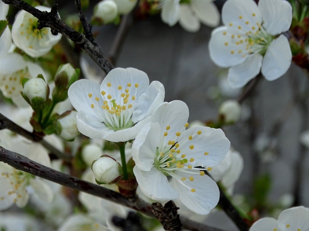 Фотографія Трохи весни / Артур Сіренко / photographers.ua