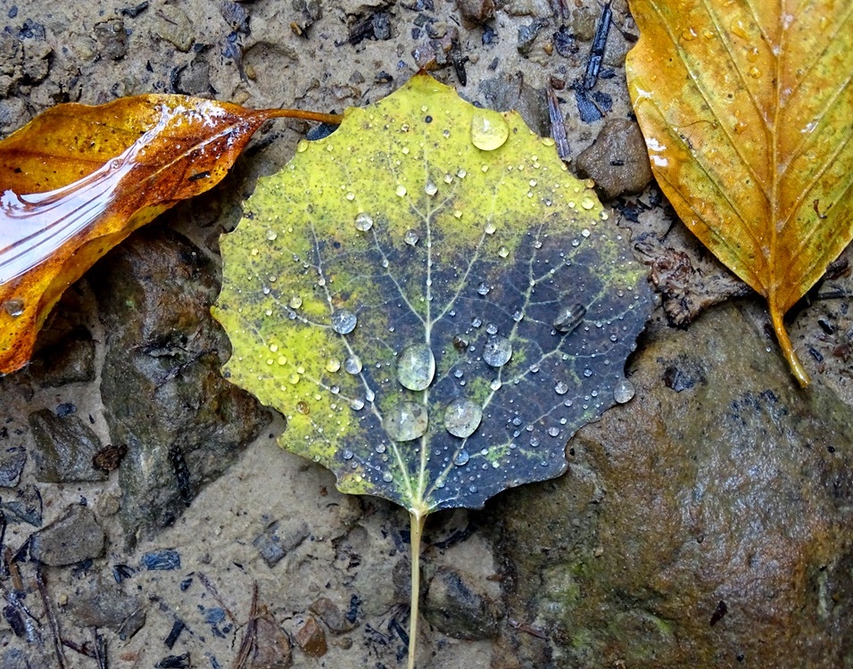 Фотографія Осінній дощ в горах / Артур Сіренко / photographers.ua