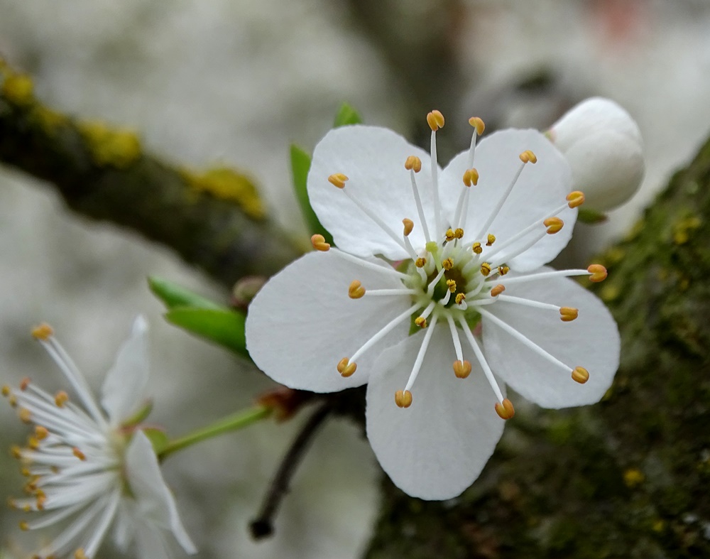 Фотографія Квітка / Артур Сіренко / photographers.ua