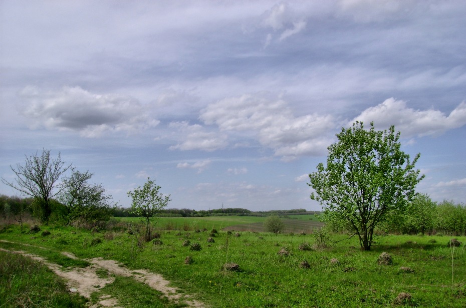 Фотографія Весняний етюд / Артур Сіренко / photographers.ua