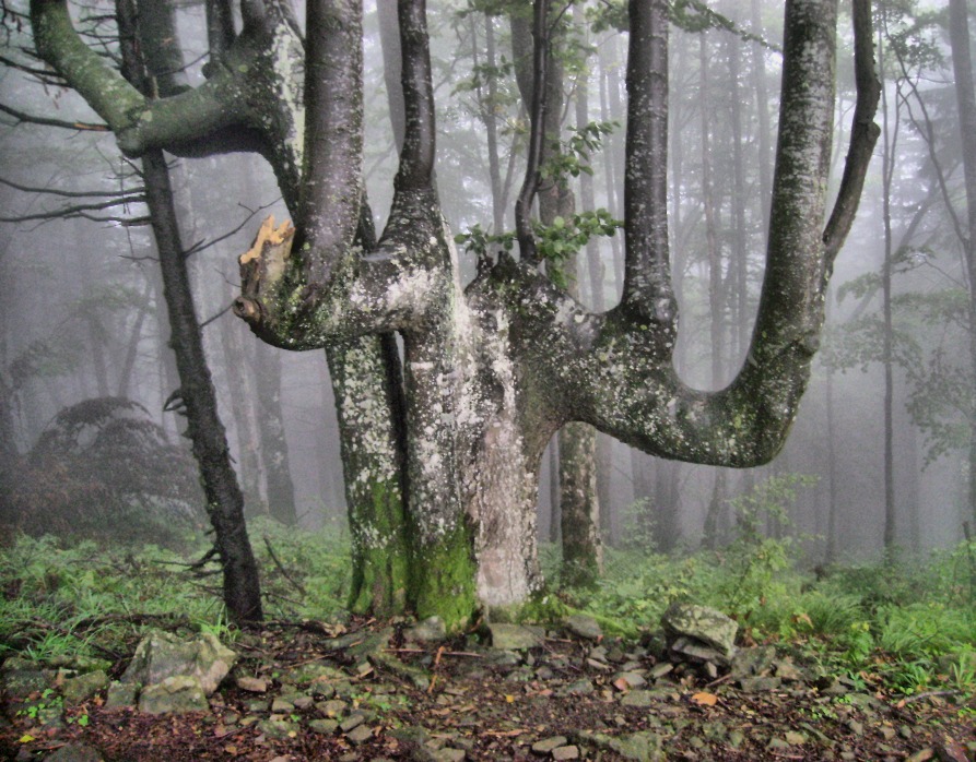 Фотографія Давній ліс / Артур Сіренко / photographers.ua