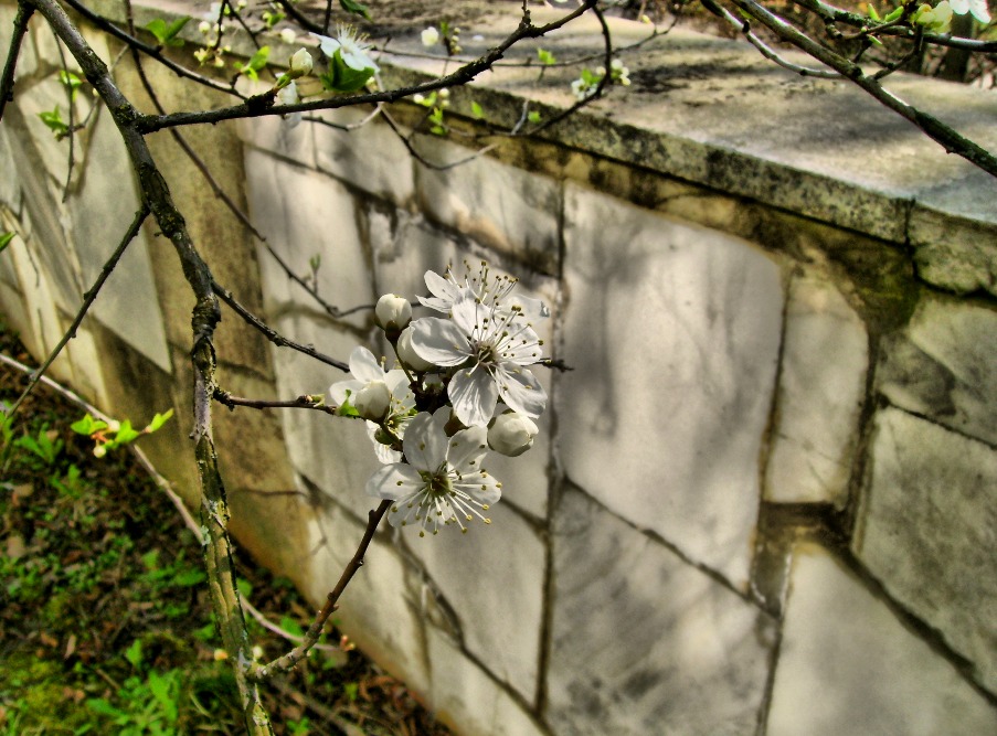 Фотографія Весна і стіна / Артур Сіренко / photographers.ua
