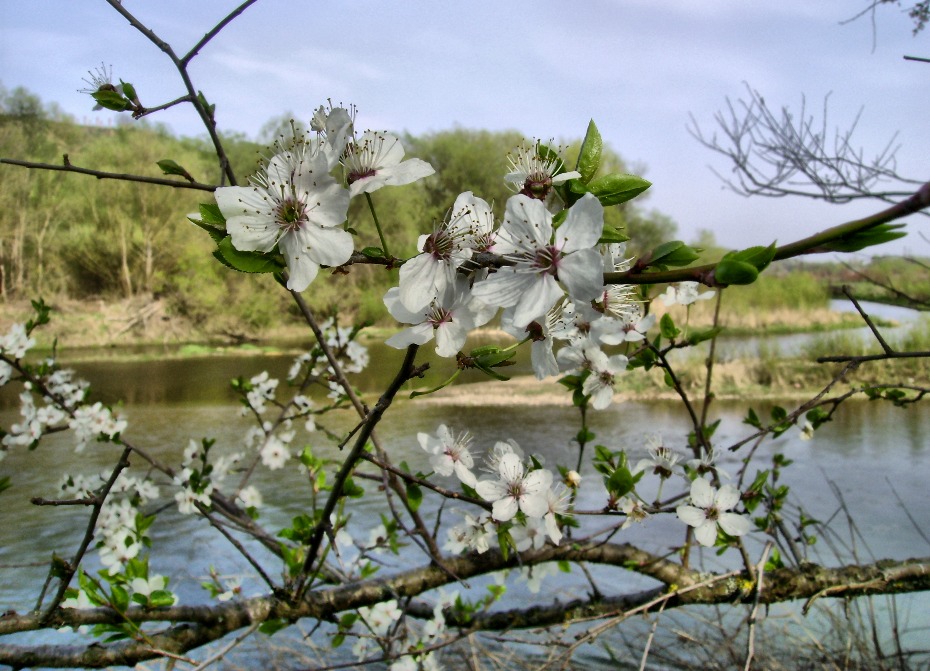 Фотографія Весна і ріка / Артур Сіренко / photographers.ua