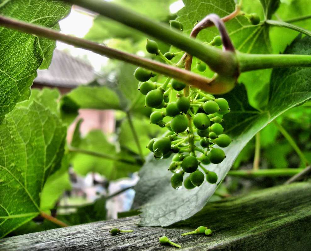 Фотографія Зелений виноград / Артур Сіренко / photographers.ua