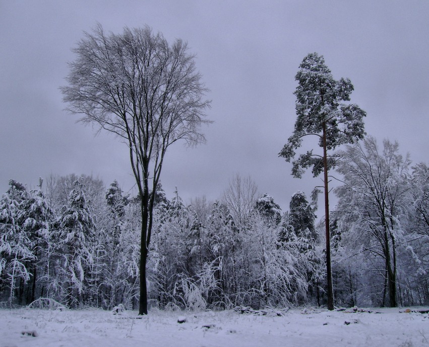 Фотографія Два дерева / Артур Сіренко / photographers.ua
