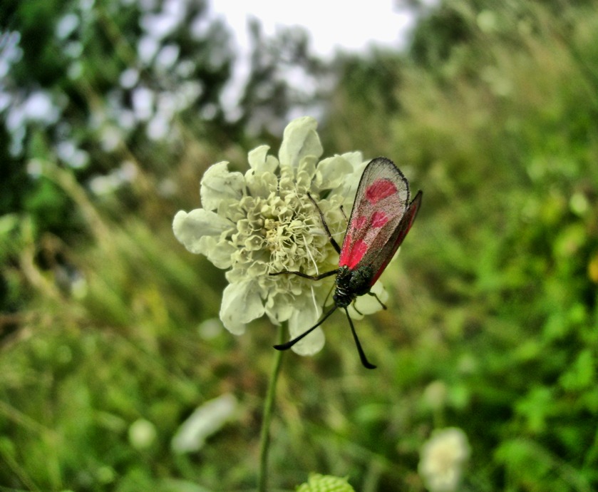 Фотографія Метелик і квітка / Артур Сіренко / photographers.ua