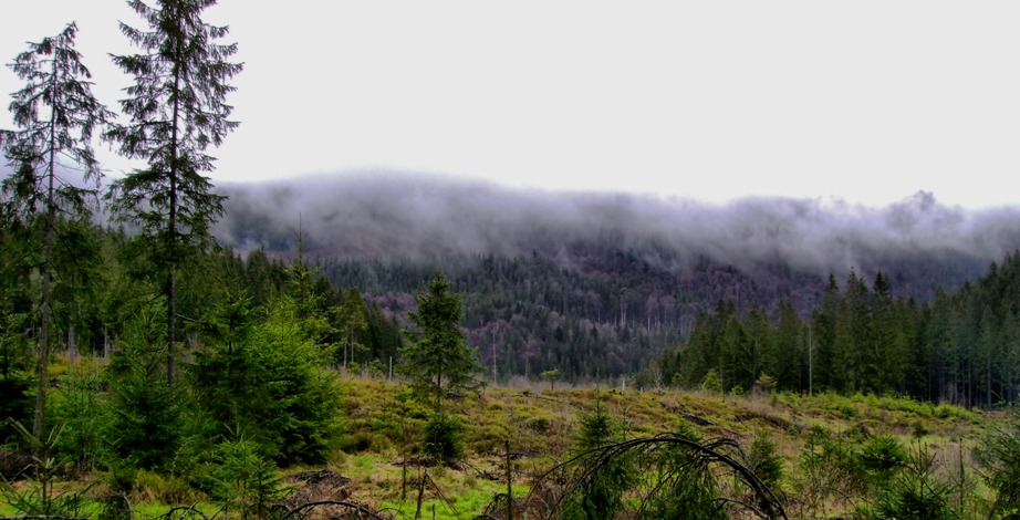 Фотографія Весняний туман / Артур Сіренко / photographers.ua