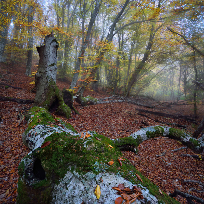 Фотографія В осеннем лесу / Михаил Маркович / photographers.ua