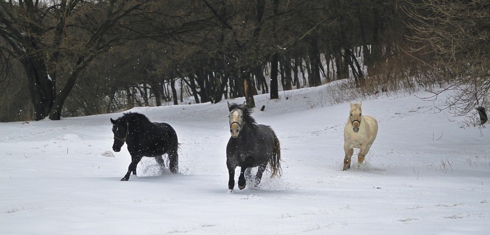 Фотографія лошадиная сила / Найдион Роман / photographers.ua