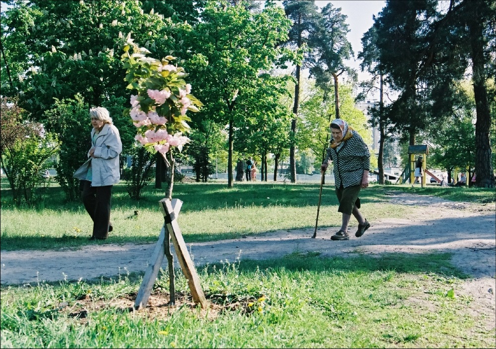 Фотографія цветение сакуры / Svetlana Korolyova / photographers.ua