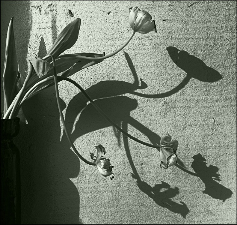 Фотографія как коротка весна... как быстро вянут листья... / Svetlana Korolyova / photographers.ua