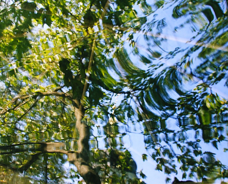 Фотографія шёпот летней листвы / Svetlana Korolyova / photographers.ua