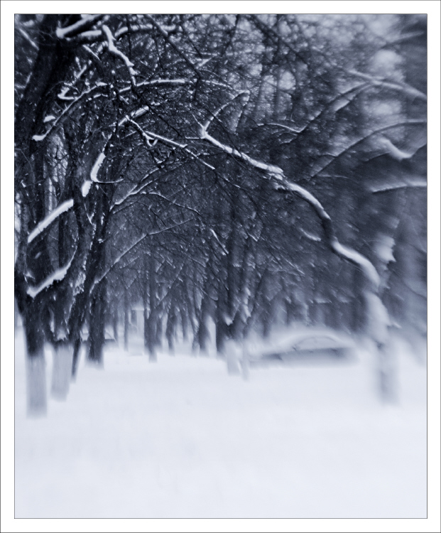 Фотографія февральский снег / Svetlana Korolyova / photographers.ua