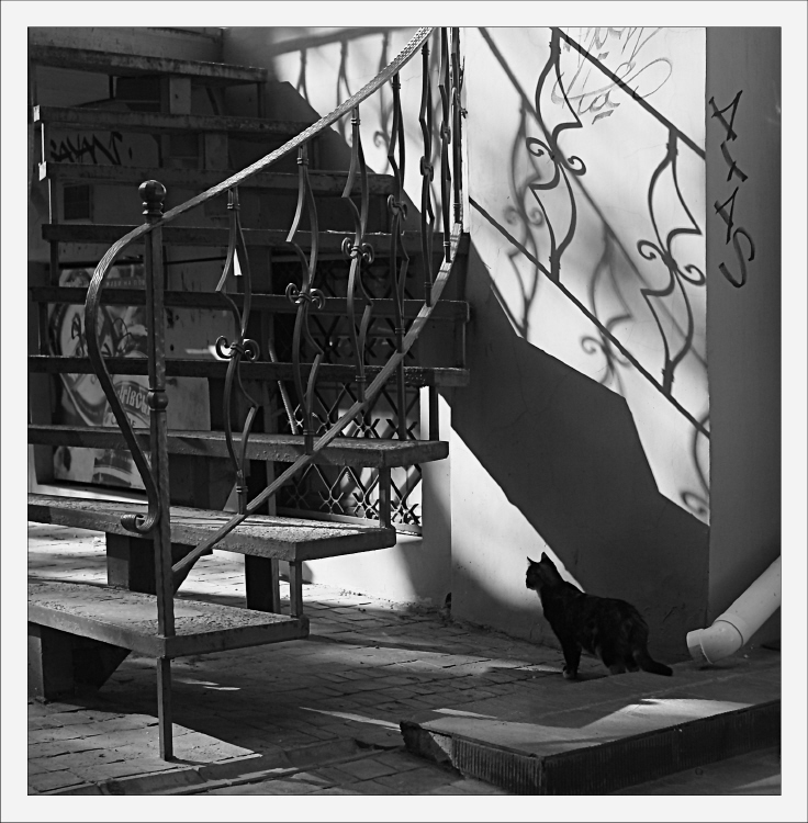 Фотографія кошка в квадрате / Svetlana Korolyova / photographers.ua