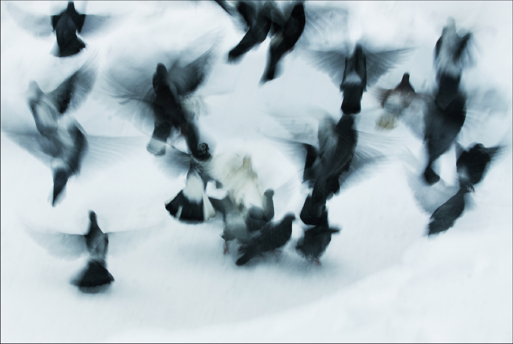 Фотографія мартовская голубиная / Svetlana Korolyova / photographers.ua