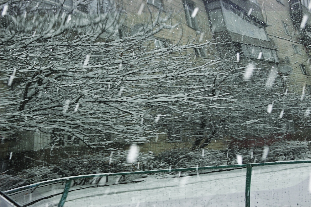 Фотографія первый снег / Svetlana Korolyova / photographers.ua