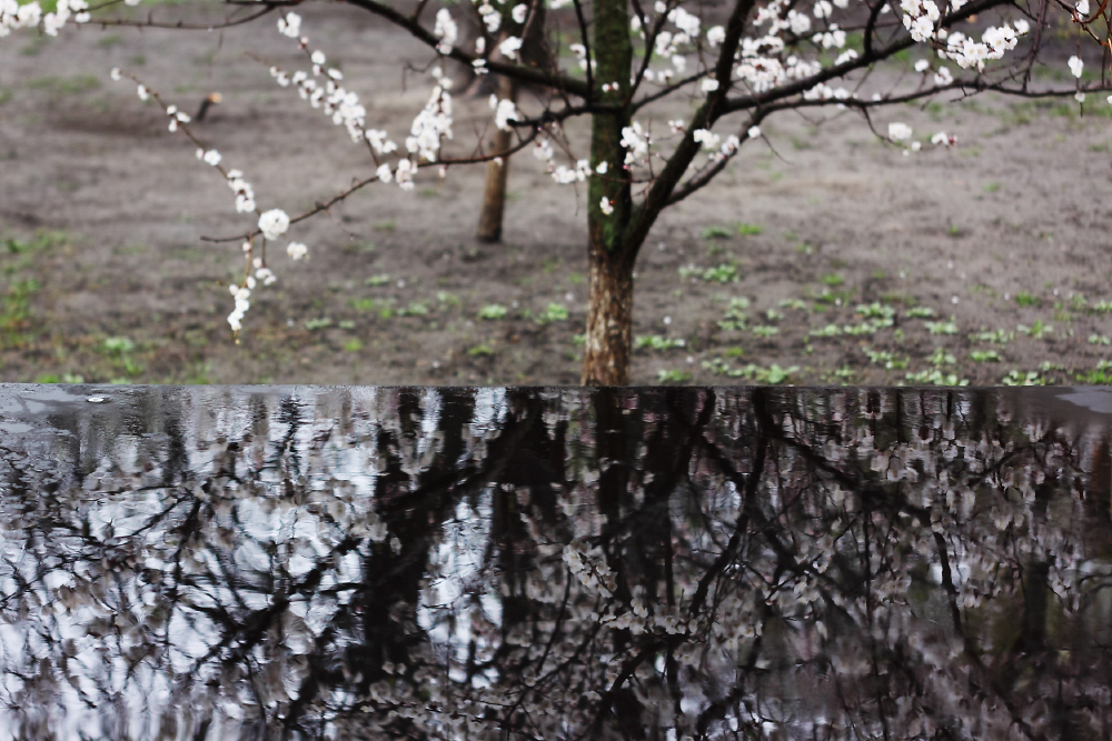 Фотографія сезон цветения / Svetlana Korolyova / photographers.ua