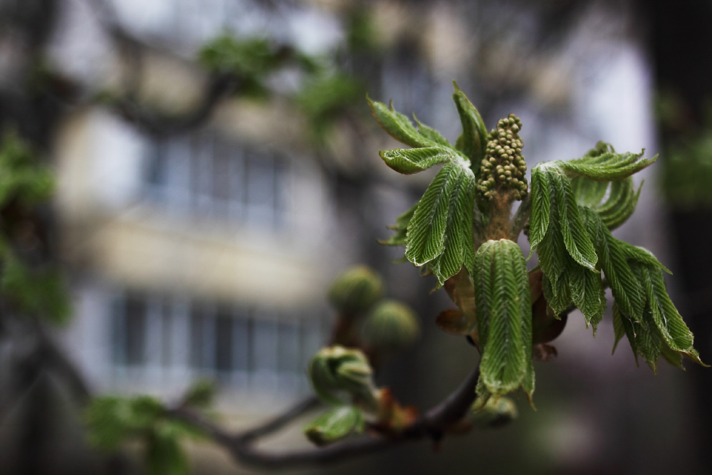 Фотографія весна в городе / Svetlana Korolyova / photographers.ua