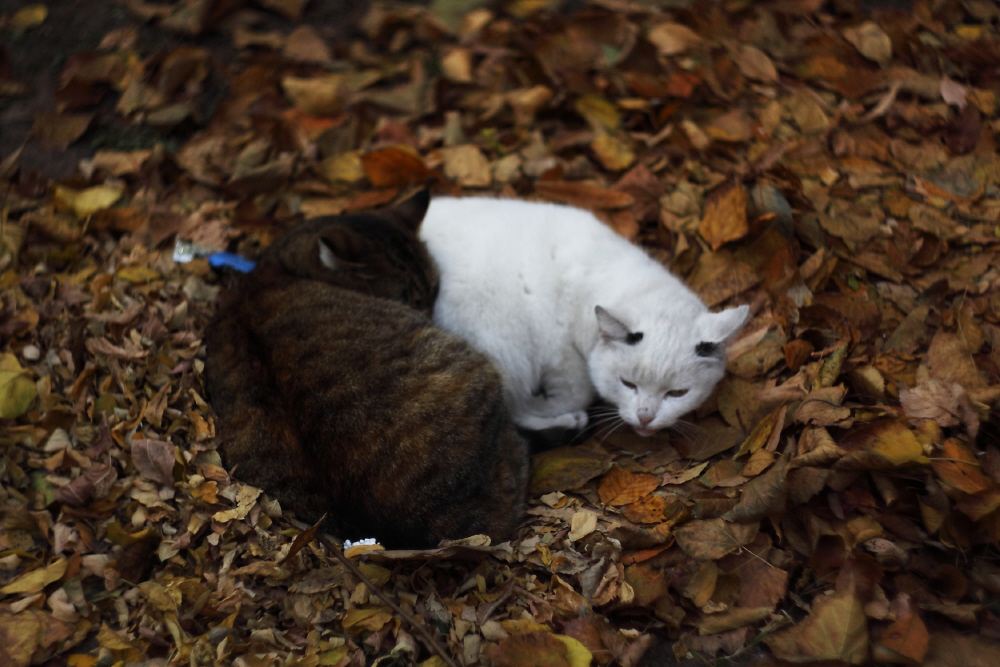 Фотографія осень в спальном районе / Svetlana Korolyova / photographers.ua