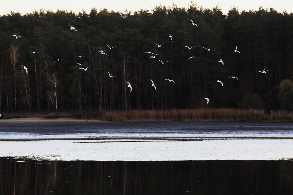 Фотографія чайки осенью / Svetlana Korolyova / photographers.ua