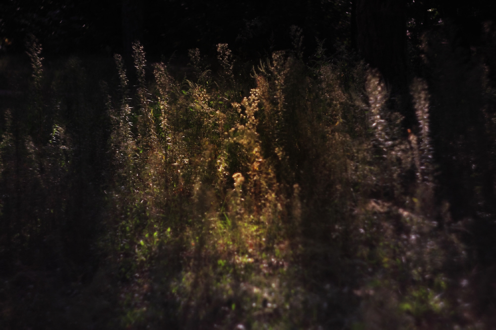 Фотографія сон осенней травы / Svetlana Korolyova / photographers.ua