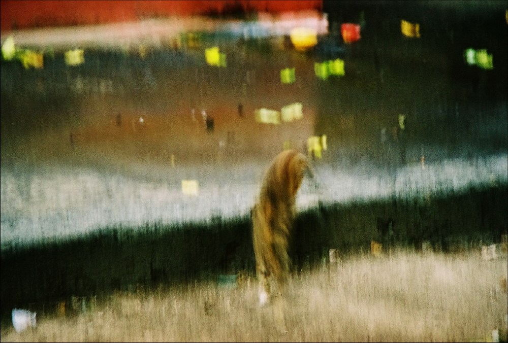 Фотографія рыжая кошка, гуляющая дождливым днём / Svetlana Korolyova / photographers.ua