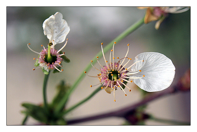 Фотографія Вишенька... / Роман Мартыненко / photographers.ua