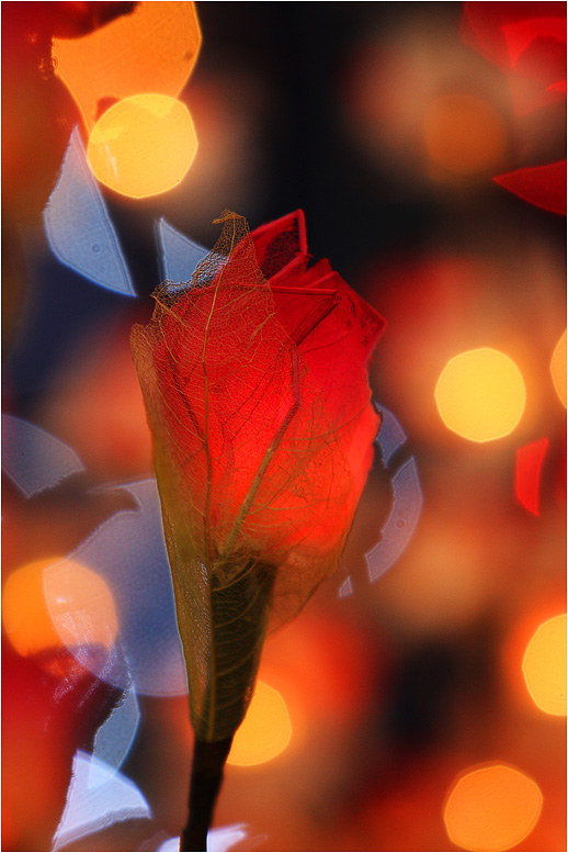 Фотографія Камалия... / Роман Мартыненко / photographers.ua