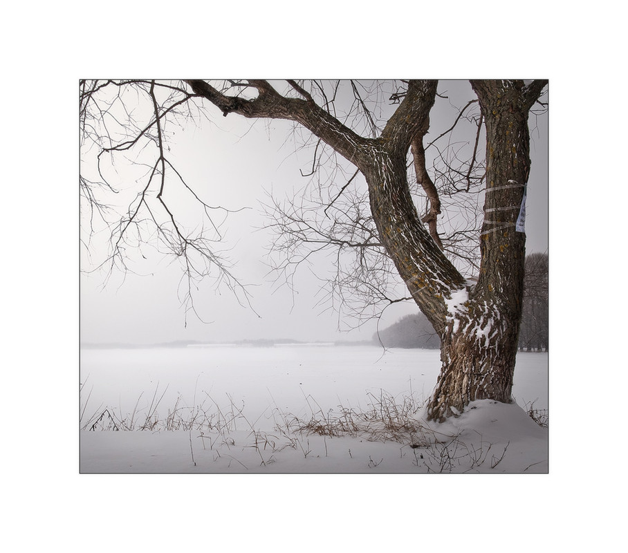 Фотографія Simple tree / Roman Manko / photographers.ua